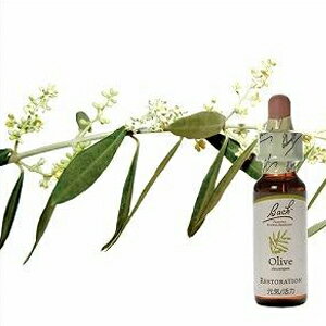 バッチフラワーレメディ「オリーブ」(エネルギーが不足して、疲れている)