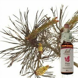 バッチフラワーレメディ「パイン」(自分を責めてしまう)