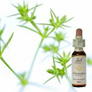 バッチフラワーレメディ「スクレランサス」(優柔不断な事が多い)