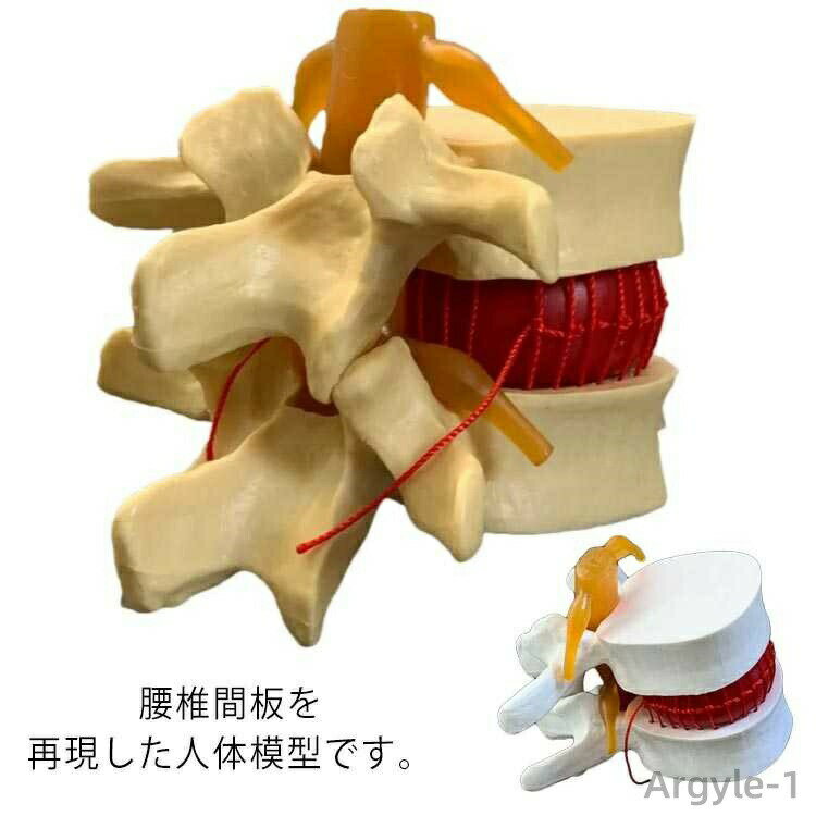 【送料無料】腰椎間板 模型 接骨院 人体模型 骨格模型 骸骨 骨盤 腰椎 骨格標本 骨模型 骸骨模型 人骨模型 間接模型 腰椎模型 モデル 人体