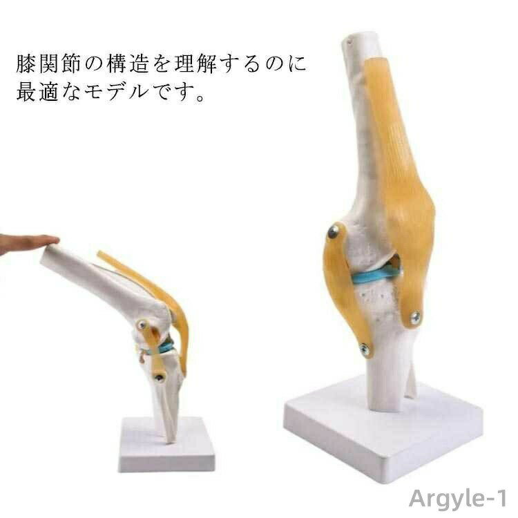 【送料無料】膝模型 膝の模型 生物 人体模型 模型 腓骨 学習 膝蓋骨 膝関節 脛骨 台座 膝モデル 人体モデル 骨格模型 関節モデル 膝関節