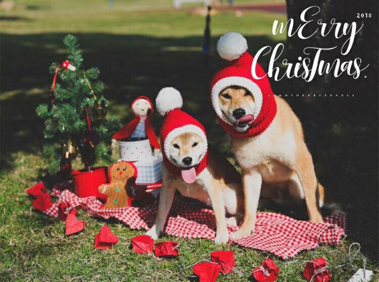 【送料無料】ペット帽子 ニット 犬猫用 クリスマス レッド 赤 コスプレ 小型犬 中型犬 ペット 被り物 ニット帽子 サンタクロース サンタ