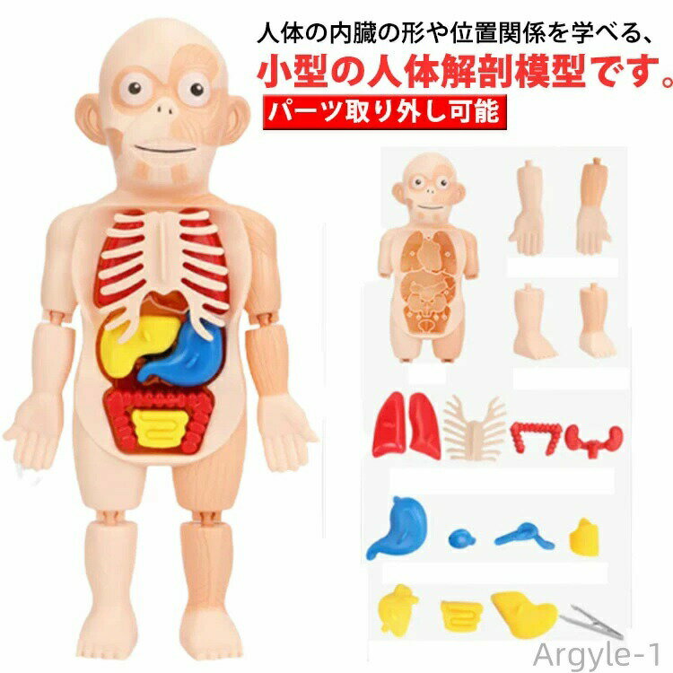 Rakuten - 【送料無料】人体模型 おもちゃ 復元パズル 人体解剖学モデル 内臓 パーツ取り外し可能 解剖学 理科 教材 直立 スタンド 知育玩具 誕生日