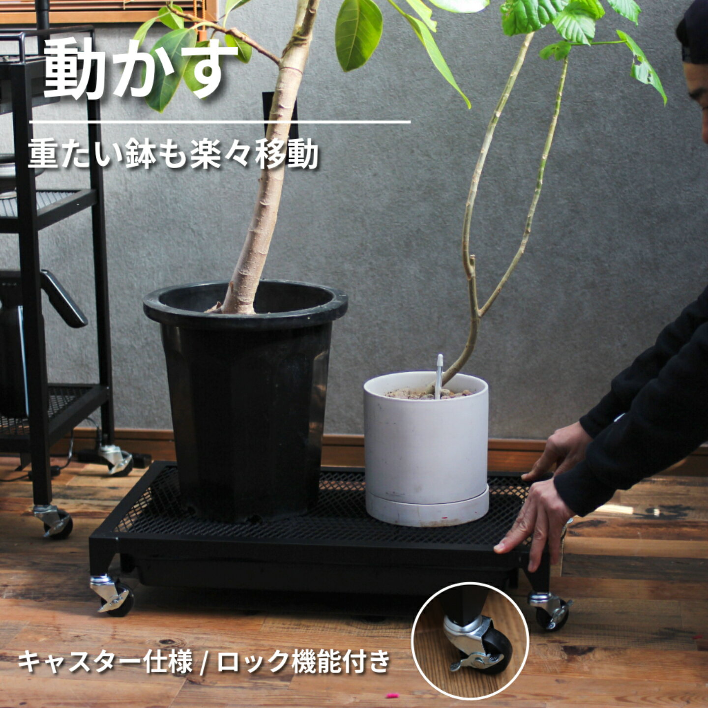 PLANTS DOLLY �ץ��ġ��ɥ꡼��������ȥ졼�դ�ȭ������ ���꤬���� �� �ӿ�Ǥ��� ���㥹�����դ� ��670mm���Ԥ�400mm�⤵126mm