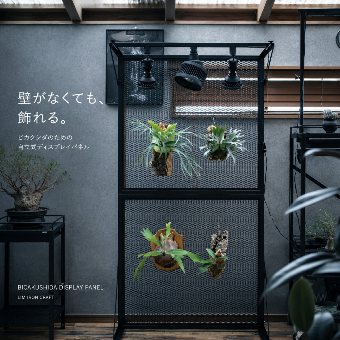 楽天市場】ビカクシダ（フラワースタンド・園芸ラック｜ガーデニング
