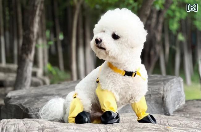 LINEAR shopの脱げにくい 冬 犬用 シューズ 小型 犬・ 中型 犬 レインブーツ 汚れ防止・ 防塵 パンツ 付き お出かけ用 お散歩 ハーネス｜アングル2