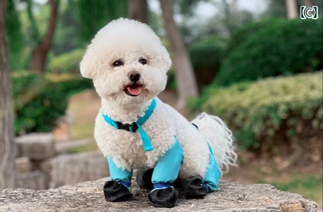 LINEAR shopの脱げにくい 冬 犬用 シューズ 小型 犬・ 中型 犬 レインブーツ 汚れ防止・ 防塵 パンツ 付き お出かけ用 お散歩 ハーネス｜アングル3