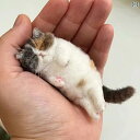 ウール フェルト 猫 シミュレーション 動物 手作り DIY 材料 パッケージ カップル 人形 ギフト アイデア.カラフルカラーオシャレ