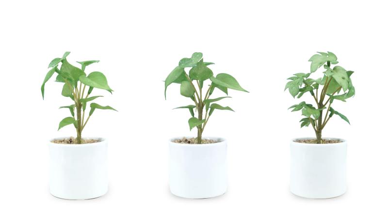 [Candy’s tree] 人工観葉植物鉢植え3点セット（ポトス2個，モンステラ1個，各サイズ：7*7*16CM）ミニ 光触媒 消臭 水やり不要 陶器鉢 インテリアグリーン ギフト 玄関 水回り 室内装飾 デスク