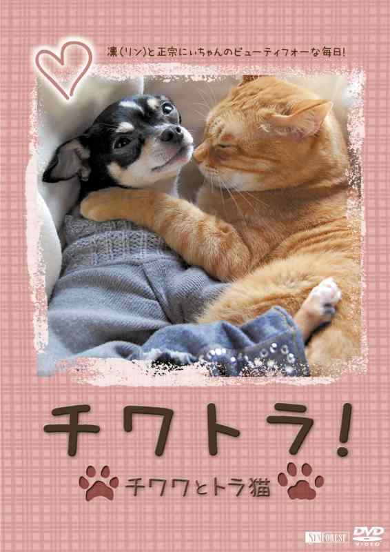 Rakuten - 【中古】シンフォレストDVD チワトラ チワワとトラ猫凛(リン)と正宗にぃちゃんのビューティフォーな毎日
