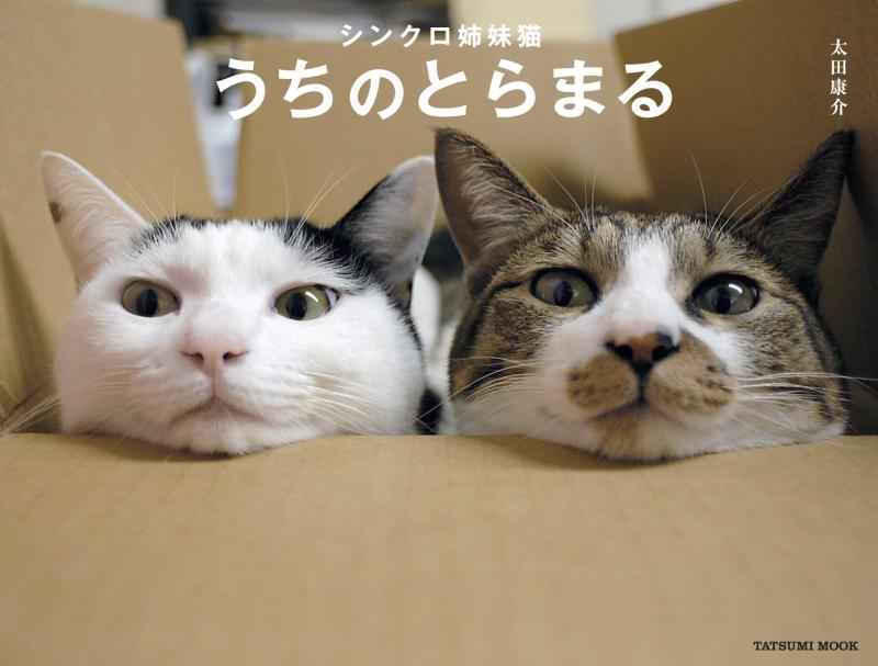 【中古】シンクロ姉妹猫 うちのとらまる (タツミムック)(3.0)