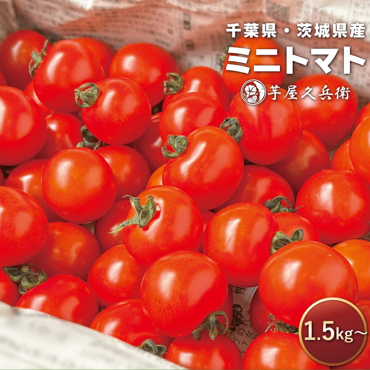 楽天市場】ミニトマトの通販
