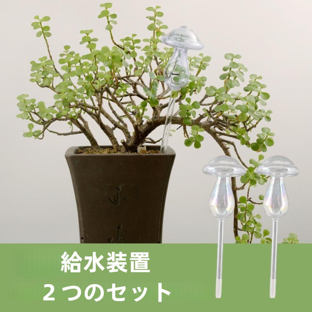 じょうろ ジョーロ おしゃれ かわいい 特別 きのこ ウォーターポット 3.6L ピッチ...
