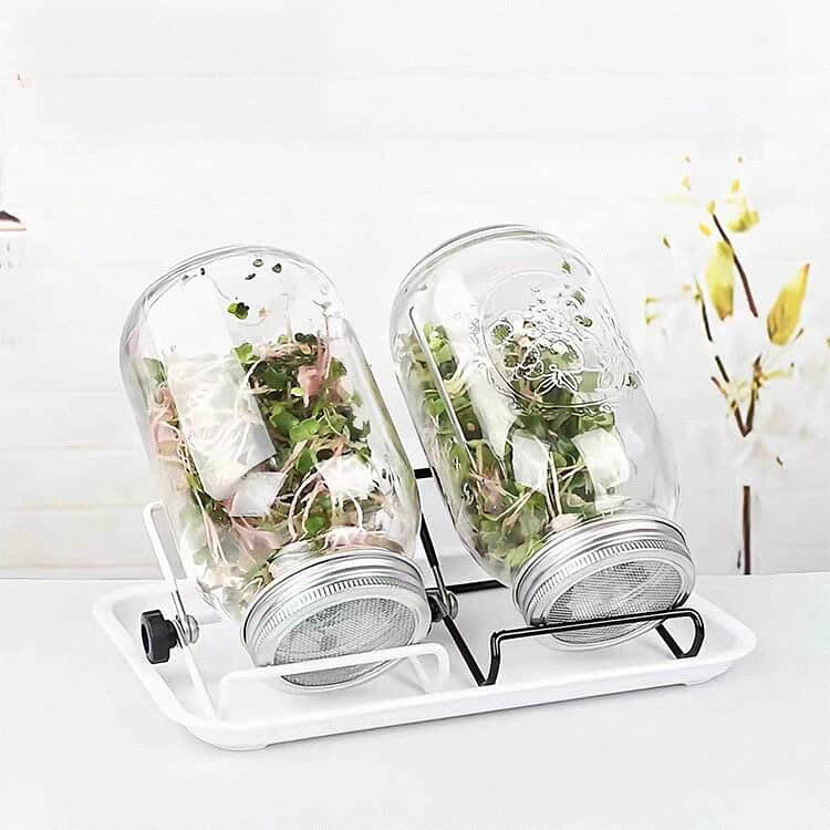 Linkage楽天市場店のスプラウト 2個 発芽ガラス 発芽キット 容器 種子発芽成長キットセット トレイ スプラウト成長キット スタンド付き 2個 ジャー メイソン 大型広口 ブロッコリー ブロッコリースプラウト 種子 アルファルファ豆 スプラウト栽培キット｜アングル3