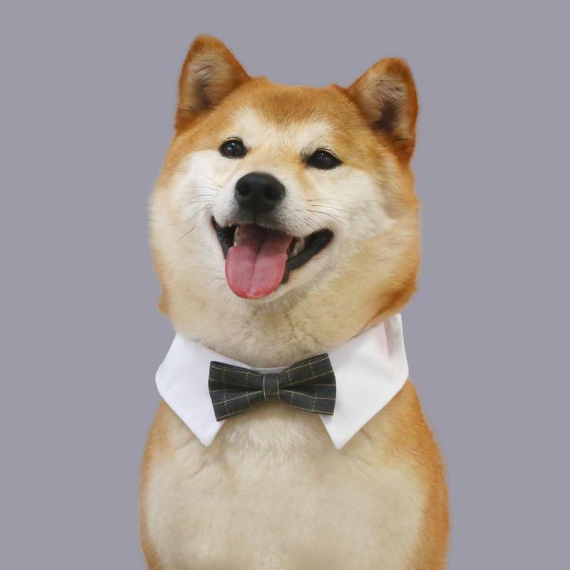 ペット 紳士 首輪 おしゃれ バンド 猫 犬 小型 デニム チェック スタイリッシュ 結婚式 チョーカー アクセサリー 黒