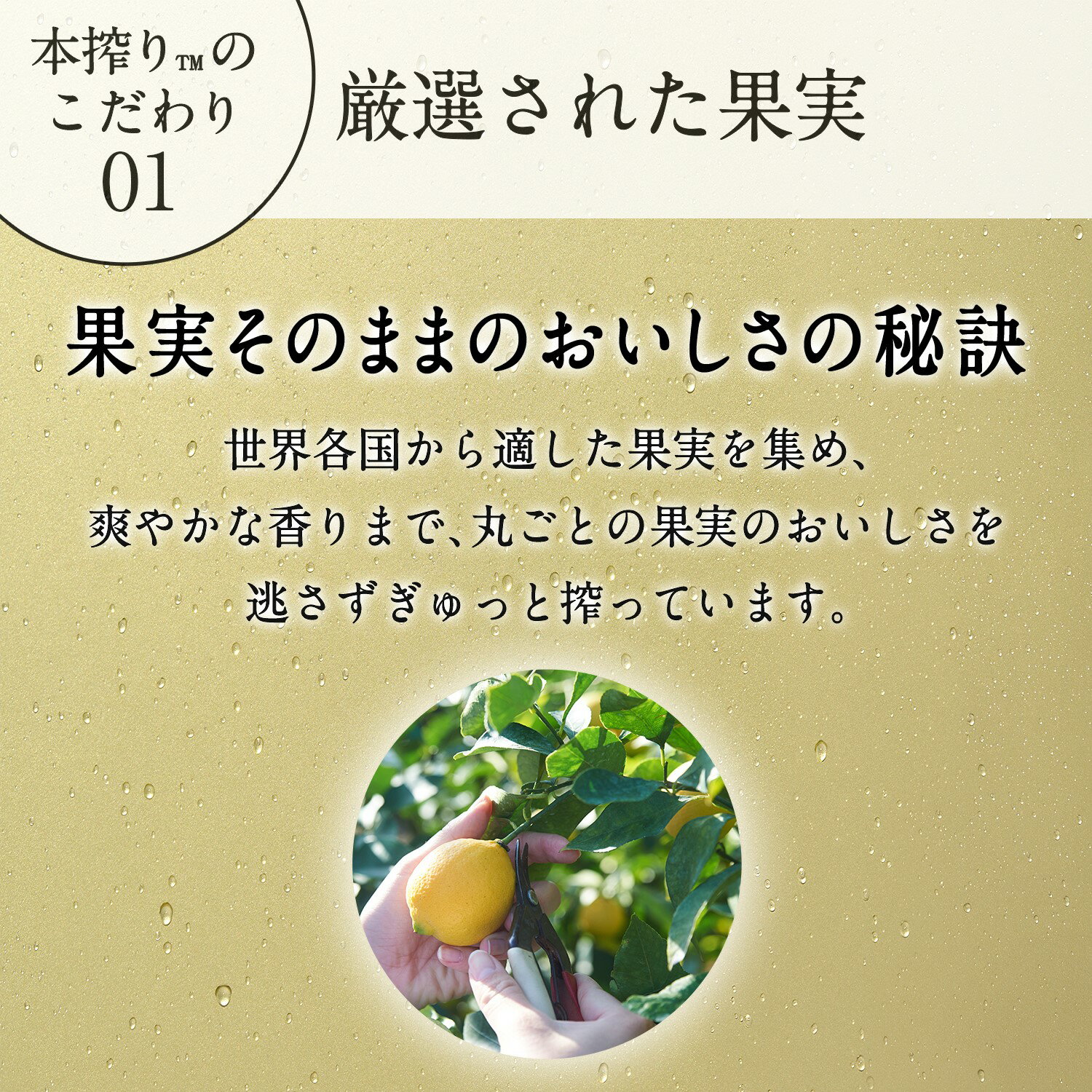 5/15限定P3倍 【あす楽】 【送料無料】キリン 本搾り レモン 350ml×2ケース/48本 3