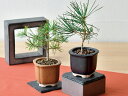 TheBONSAI 栽培セット 黒松 赤松 栽培セット 栽培キット 初心者 育てやすい ガーデニング かわいい プチギフト お祝い 贈り物 プレゼント インテリ...