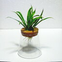 【INTERIOR・インドアグリーン】コルク付きガラスプランターM