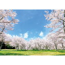 満開の桜 【業務用サイズ】 防水ポスター おふろポスター 銭湯気分