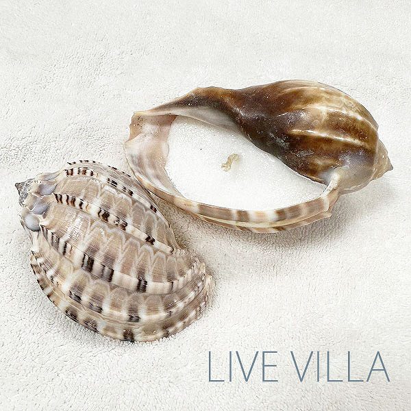 キャンドル 蝋燭 ろうそく 天然貝 貝殻