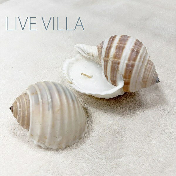 キャンドル 蝋燭 ろうそく 天然貝 貝殻