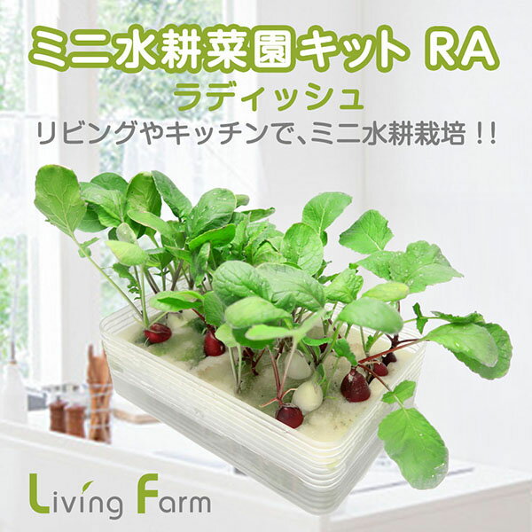 【新発売】水耕栽培 キット 二十日ダイコン リビングファーム ミニ水耕菜園キットRA ラディッシュ 栽培キット 初心者向け 無農薬野菜 栽培 子供 自由研究 観察 室内 プランター 在宅 健康 レタス ギフト