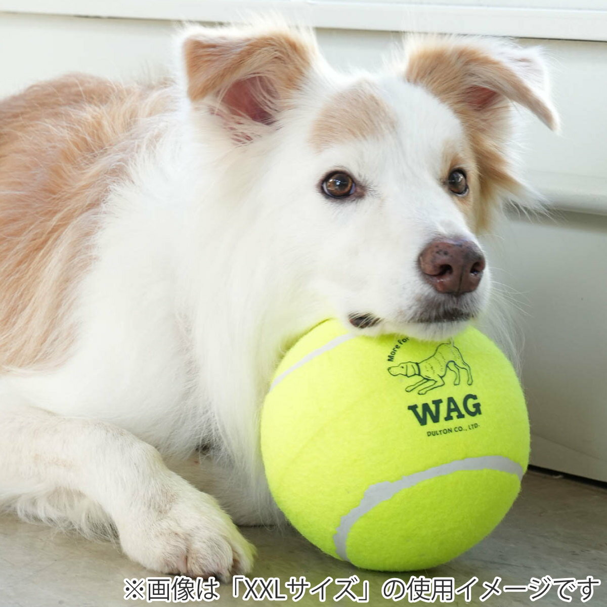 �ܡ��� ������� �� DULTON TENNIS BALL SET OF 3 M 3������ �� ����ȥ� ���Ѥ������ �ڥå��� �ƥ˥��ܡ��� ���ȥ쥹ȯ�� �ڥåȤ������ ���Ѵ�� ���प����� �ڥå����� ���� ͷ�� �ɥå���� ���� ��
