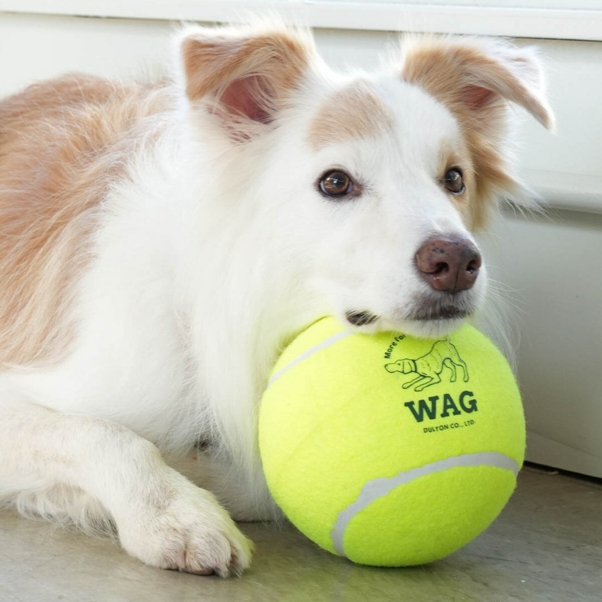 �ܡ��� ������� �� DULTON TENNIS BALL XXL �� ����ȥ� ���Ѥ������ �ڥå��� �ƥ˥��ܡ��� ���ȥ쥹ȯ�� �ڥåȤ������ ���Ѵ�� ���प����� �ڥå����� ���� ͷ�� �ɥå���� ���� ��