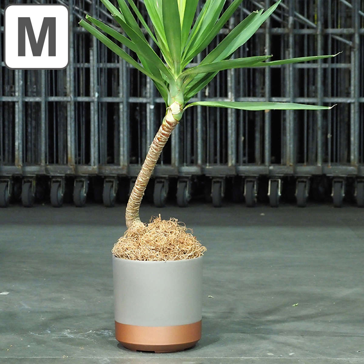 プランター FR円柱ツートーンタープ 直径28×高さ28cm （ 送料無料 植木鉢 プラントポット 植物用ポット 花器 鉢カバー ポット 丸 円柱 植木鉢カバー プラスチック 植物 花 観葉植物 サボテン 園芸 直植え インテリア 軽量 ）