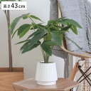 フェイクグリーン パキラ 高さ43cm セラミックポット ( 観葉植物 フェイク 人工観葉植物 造花 植物 鉢植え アートグリーン 水やり不要 お手入れ簡単 リ...