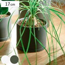 KINTO キントー プラントポット 170×160mm ( 鉢 植木鉢 プランター フラワーポット 17cm おしゃれ かわいい シンプル 観葉植物 グリーン...