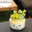 フェイクグリーン 人工観葉植物 ファミーユ 消臭アーティフィシャルグリーン ナタリー ( 造花 人工植物 観葉植物 人工 植物 多肉植物 リアル ct触媒 消臭...