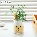 フェイクグリーン 人工観葉植物 ファミーユ 消臭アーティフィシャルグリーン ジャック ( 造花 人工植物 観葉植物 人工 植物 多肉植物 リアル ct触媒 消臭...