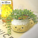 フェイクグリーン 人工観葉植物 ファミーユ 消臭アーティフィシャルグリーン ナンシー ( 造花 人工植物 観葉植物 人工 植物 多肉植物 リアル ct触媒 消臭...