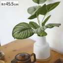 フェイクグリーン カラテア L 人工観葉植物 エクリア ( 卓上 観葉植物 造花 CT触媒 光触媒 消臭 防汚 抗菌 簡単 清潔 安心 インテリア 玄関 デスク...