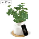 フェイクグリーン クローバー S 人工観葉植物 エクリア ( ミニ 観葉植物 造花 CT触媒 光触媒 消臭 防汚 抗菌 簡単 清潔 安心 インテリア 玄関 デス...