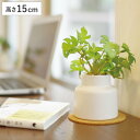フェイクグリーン モンステラ S 人工観葉植物 エクリア ( ミニ 観葉植物 造花 CT触媒 光触媒 消臭 防汚 抗菌 簡単 清潔 安心 インテリア 玄関 デス...