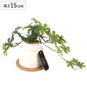 フェイクグリーン シュガーバイン S 人工観葉植物 エクリア ( ミニ 観葉植物 造花 CT触媒 光触媒 消臭 防汚 抗菌 簡単 清潔 安心 インテリア 玄関 ...