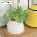 フェイクグリーン モンステラ M 人工観葉植物 エクリア ( 卓上 観葉植物 造花 CT触媒 光触媒 消臭 防汚 抗菌 簡単 清潔 安心 インテリア 玄関 デス...