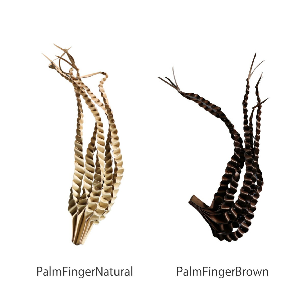 �ɥ饤�ե� CASTO PALM FINGER �� �ѡ��� �䥷 �� ��ʪ ����ƥꥢ �ֺ� �ʥ����� ������� ���֥��� ���� ��ʪ ���ͤ��� �ޤ�� �ڤλ� ���ե� ����ƥꥢ���� ���� ��ӥ� �������� ������ ��