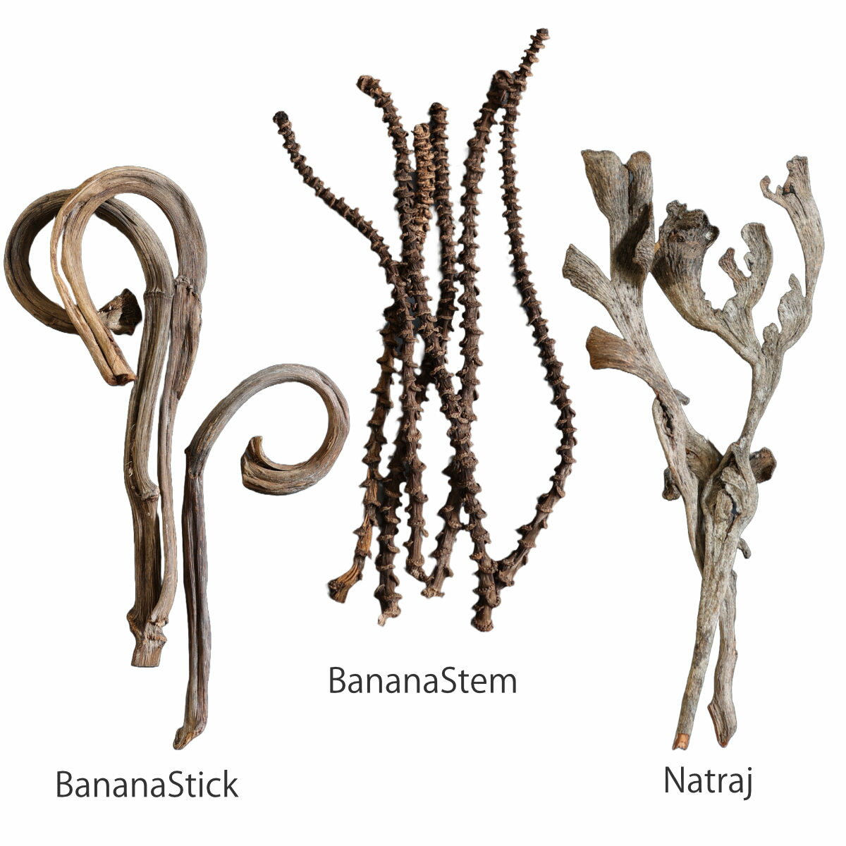 �ɥ饤�ե� CASTO �� �Хʥʥ��ƥ��å� �� ��ʪ ����ƥꥢ �ֺ� �ʥ����� ������� ���֥��� ���� ��ʪ ���ͤ��� �ޤ�� �ڤλ� ���ե� ����ƥꥢ���� ���� ��ӥ� �������� ������ ��