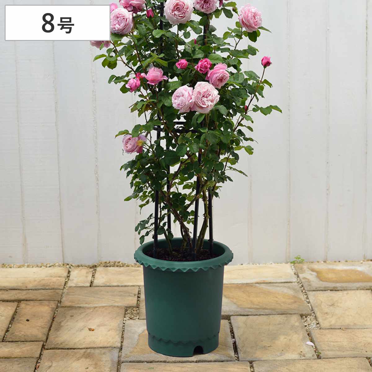 楽天市場】バラ柄（植木鉢・プランター｜ガーデニング・農業）：花
