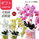 光触媒 胡蝶蘭 3本立 造花 母の日 花 ギフト プレゼント 誕生日 父の日 お祝い 開店祝い ラッピング 無料 母の日ギフト こちょうらん コチョウラン かわ...