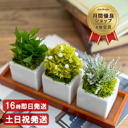 遅れてごめんね 母の日 ギフト 洋風 プリザーブドフラワー おしゃれ GardenPot 母の日 プレゼント 誕生日 女性 母 祖母 女友達 苔 観葉植物 インテリア 新築祝い 友人 40代 50代 送別会 緑寿 お祝い 結婚祝い ははの日 花 ブリザードフラワー ギフト