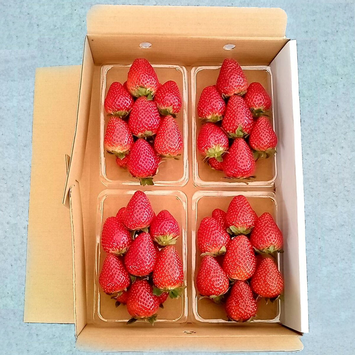 岡山県産 家庭用 いちご おいCベリー イチゴ 苺 strawberry 1kgのサムネイル