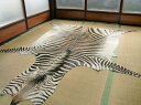 ゼブラ敷物 約280×220cm シマウマ ゼブラ柄 毛皮 壁掛 オブジェ 頭 顔 たてがみ 剥製 革 南アフリカ地域 アニマル 皮 本革 敷物 カーペット