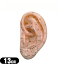 (人体模型)耳模型経穴が表示されている、耳模型、13Cm