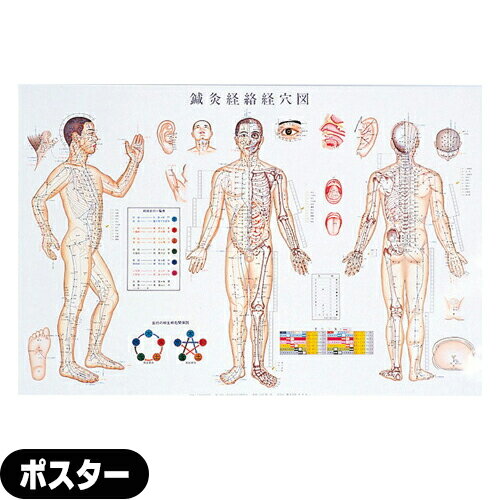 (最強翌日配送対応)(検査)カナケン 鍼灸経絡経穴図(しんきゅうけいらくけいけつず) ポスター パネルな..