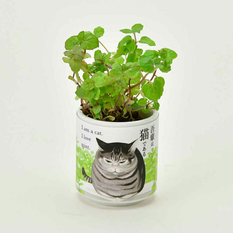 ��P5�ܡ�10��20����4H����ۡ�4�糧�åȡۤ���Ǥ������礳 ����ǭ�ʥߥ�ȡ�����С��ࡦ�磻��ɥ��ȥ��٥꡼���������С��� ���ݥ��å� ���ݥ��å� �ߥ�� ����С��� �磻��ɥ��ȥ��٥꡼ �������С� ����ƫ�� �ͤ��ǥ����� ����ƥꥢ SEISHIN