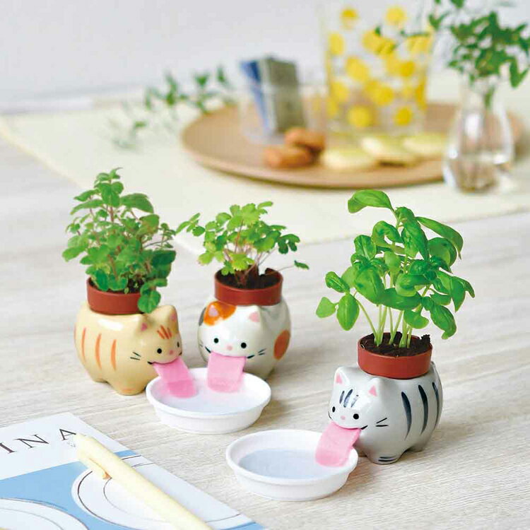 ��P5�ܡ�10��20����4H����ۡ�3�糧�åȡۥڥ��ݥ󥢥˥ޥ륺/�ڥ��ݥ󥭥�å� ���ݥ��å� ���ݥ��å� �������С� �Х��� �ߥ�� �磻��ɥ��ȥ��٥꡼ animals cats ƫ�� ����ƫ�� ����ƥꥢ SEISHIN �ڥ��ݥ󥢥˥ޥ륺 �ڥ��ݥ󥭥�å�